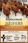 Replacement HEIFERS
