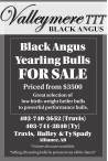Black Angus Yearling Bulls FOR SALE