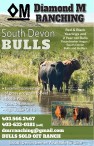 Diamond M RANCHING  South Devon Bulls