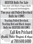 HEIFER Bulls For Sale